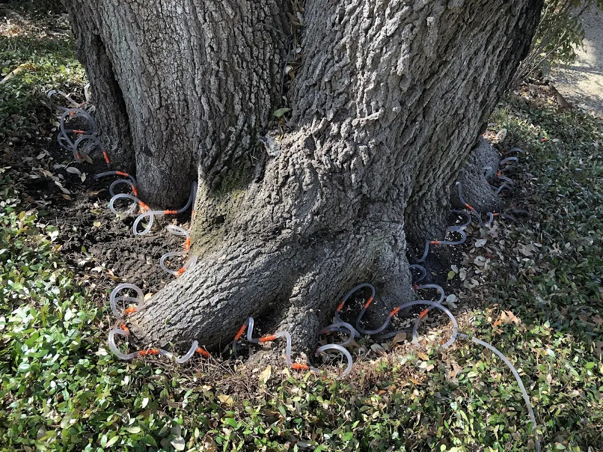 Detailed Tree Cabling and Bracing job site in Canalou