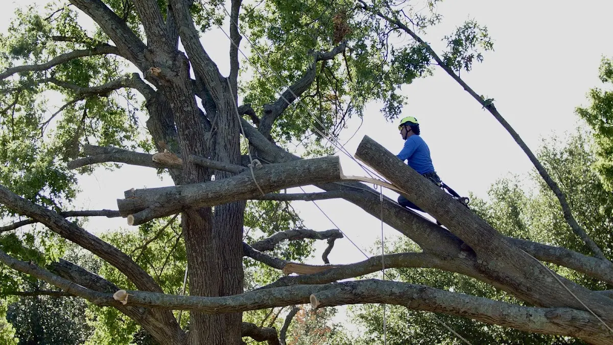 Professional Crown Thinning performed by certified arborists in Canalou