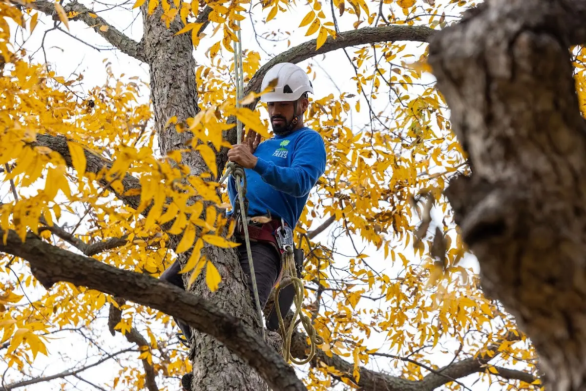 Skilled Storm Damage Cleanup crew working in Canalou