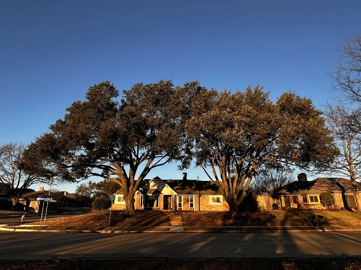 Established residential canopy tree shading a home in Canalou